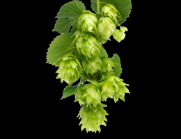 FLOWERS & HOPS